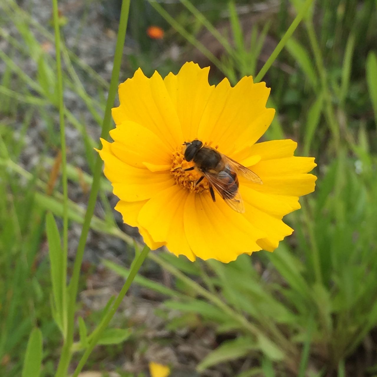 Yellow flowers and bees