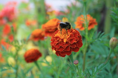 Close-up of orange flowers blooming outdoors