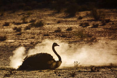 Swan in a lake