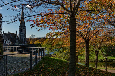 Trees in park during autumn