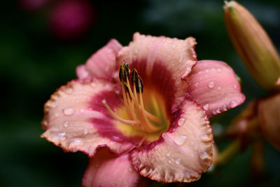 Close-up of wet pink flower