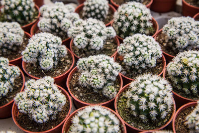 High angle view of succulent plants in market