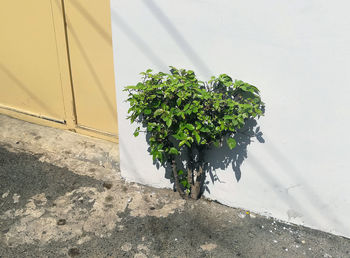 High angle view of potted plant against wall