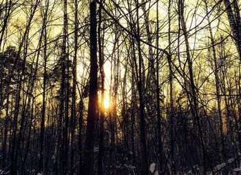 Bare trees in forest during sunset