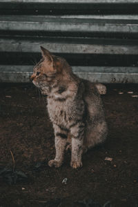 Close-up of a cat