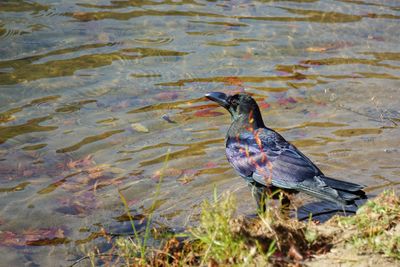 High angle view of bird perching on lake