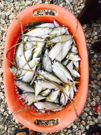 Close-up of vegetables