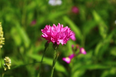 Close-up of pink flowers