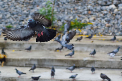 Close-up of pigeon flying