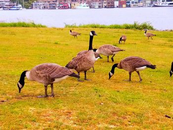 Flock of birds on field