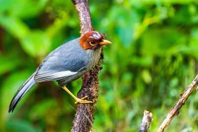 Close-up of bird perching on branch