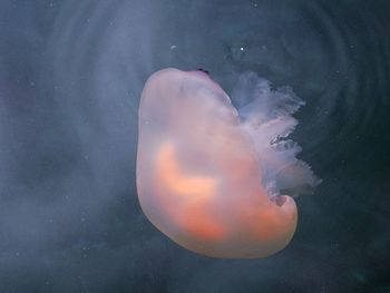 Jellyfish swimming in sea