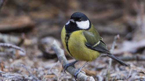 Close-up of bird perching outdoors