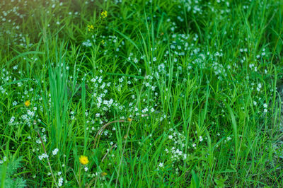 Close-up of grass growing in field