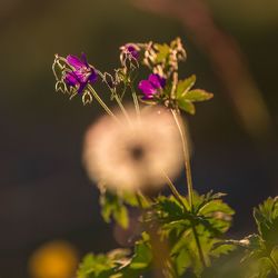 Close-up of purple flowers blooming outdoors