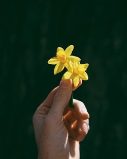 Close-up of hand holding yellow flower