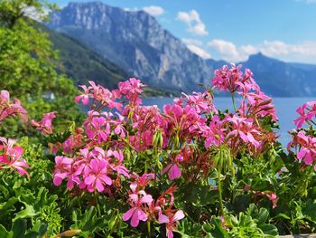 Close-up of pink flowering plants