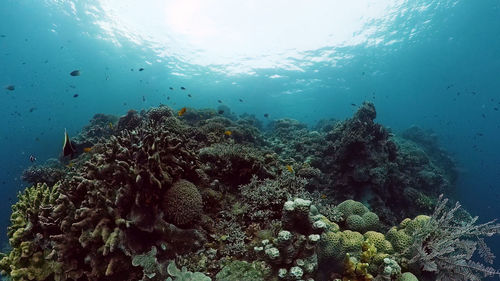 undersea