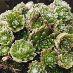 Close-up of succulent plants