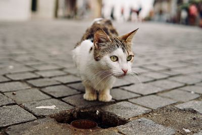 Close-up of a cat on footpath