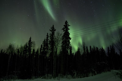 Panoramic view of trees in forest against sky at night