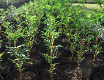 Close-up of crops growing on field