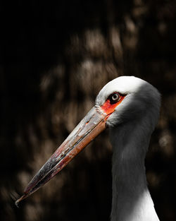 Close-up of a bird