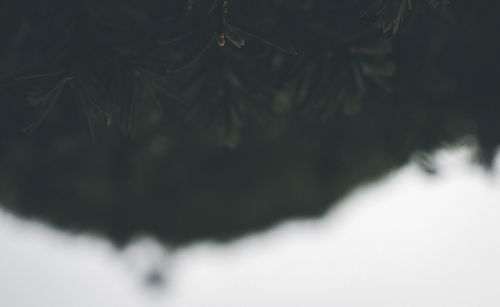 Close-up of tree during winter