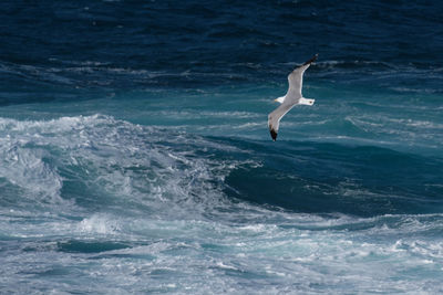 Swan swimming in sea