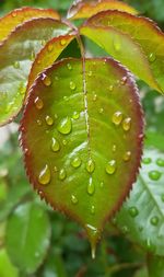 Close-up of wet plant