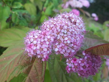 Close-up of pink flowering plant