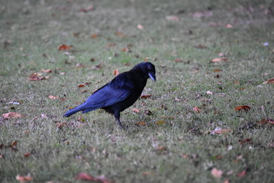 Side view of bird in meadow