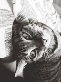Close-up portrait of cat