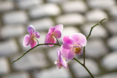 Close-up of pink flowering plant