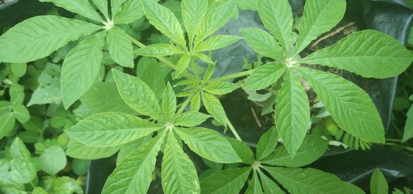 Full frame shot of leaves
