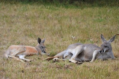 Deer on field