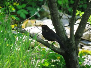 Bird perching on a tree