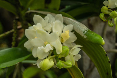 Close-up of flowers growing in park