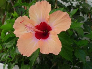 Close-up of hibiscus blooming outdoors