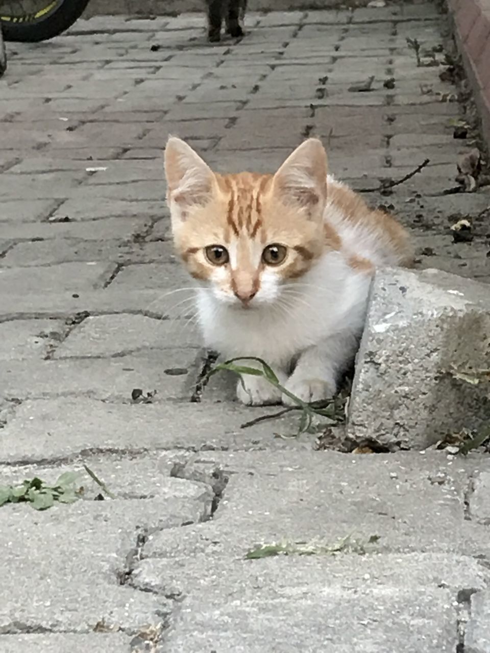 PORTRAIT OF CAT BY FOOTPATH ON STREET