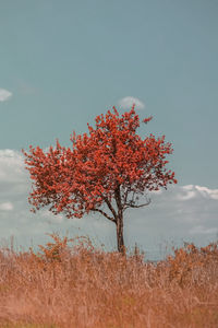 Autumn tree on field against sky