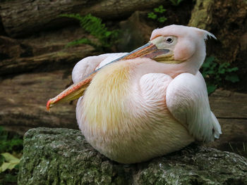 Close-up of bird perching on rock