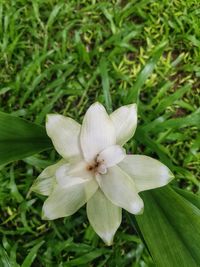 Close-up of white flowering plant