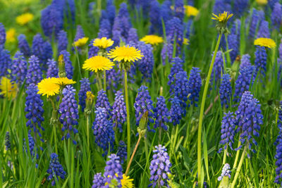 Close-up of fresh purple flowers in field