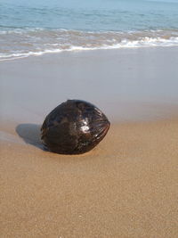 High angle view of shell on beach