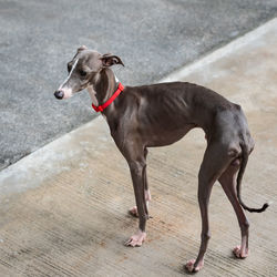 Portrait of dog looking at camera