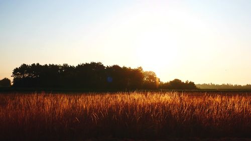 Scenic view of landscape against clear sky