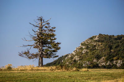 Tree on field against clear sky