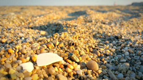 Surface level of pebbles on shore