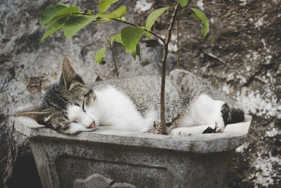 Young cat, not a kitten anymore, sleeping in a planter illustrating peace, rest, relaxation